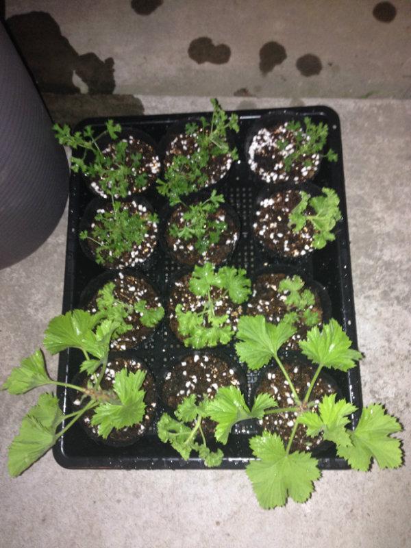 天竺葵怎么养才开花长久,天竺葵怎样养护开花不断