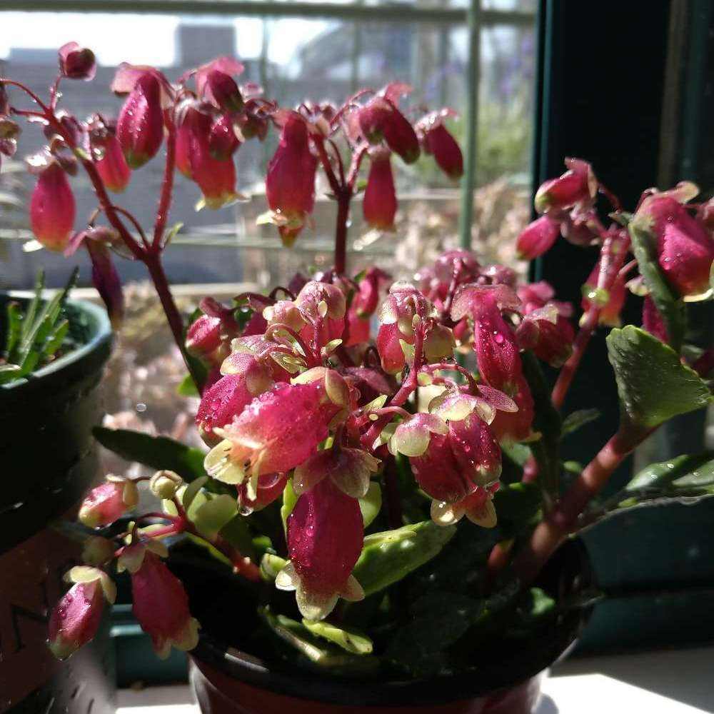 宫灯款年宵花,最旺家的花宫灯长寿花