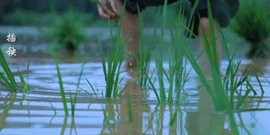 只想务农李子柒，发明无用手工耿…“不务正业”的人为何都暴富了