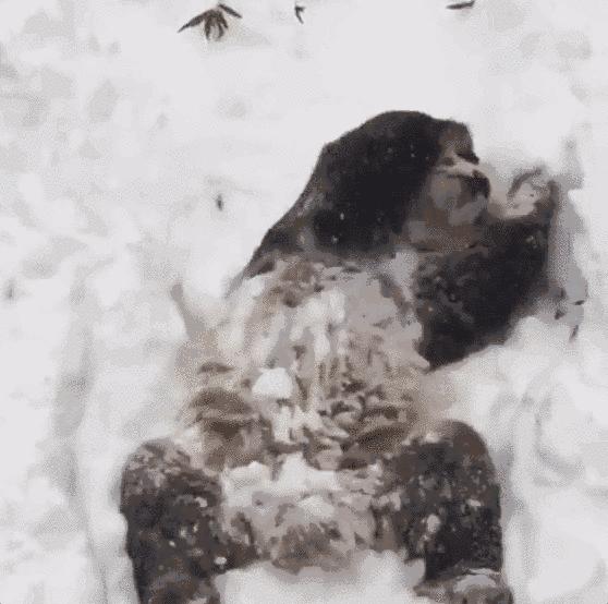 外国为什么喜欢熊猫,你不知道外国人有多喜欢中国美食