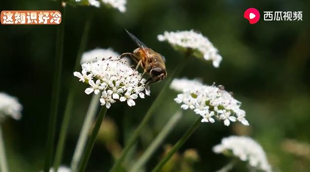 蜜蜂为什么蜇人视频,为什么蜜蜂蜇人要杀死