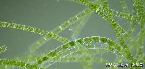 蓝藻颤藻图片,蓝藻颤藻怎么治