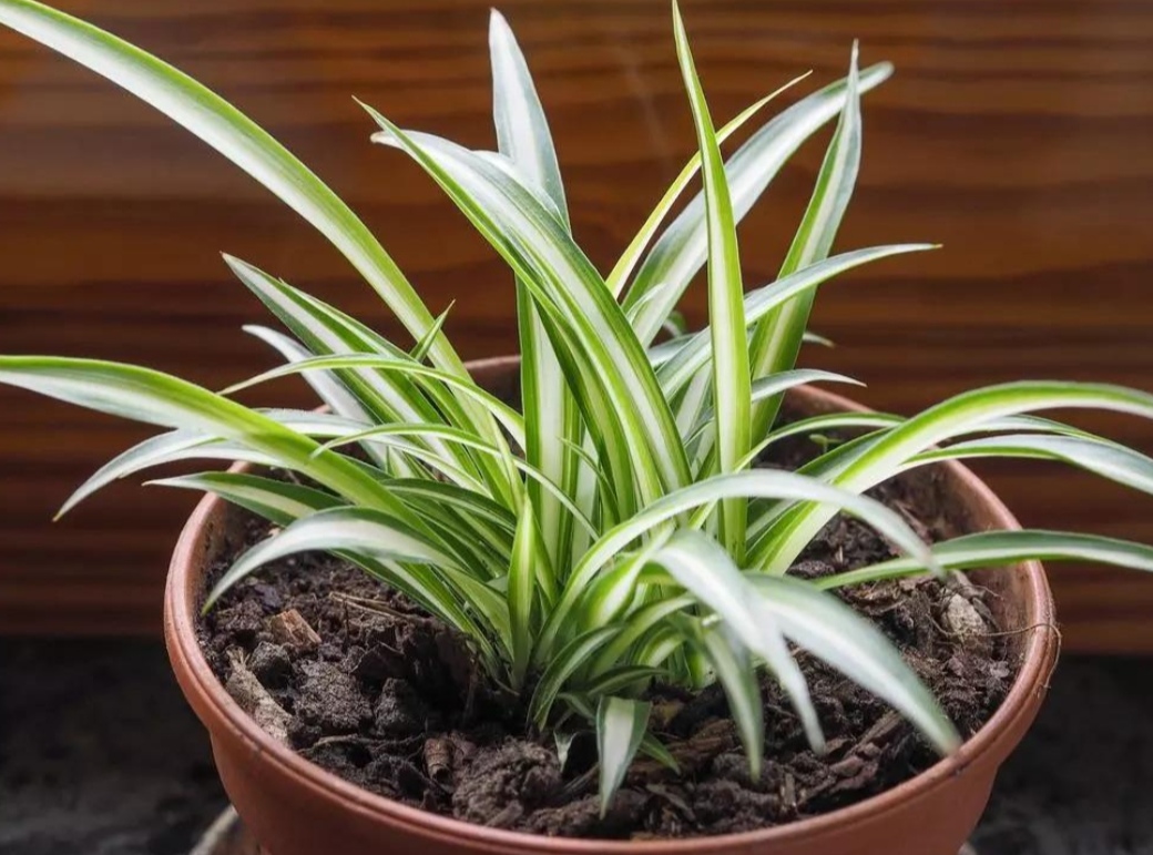 吊兰叶子发黄怎么补救最快,吊兰叶子发黄怎么办如何处理