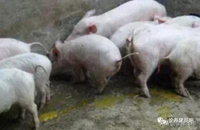 正在吃奶的小猪拉稀是什么原因,小猪拉稀的防治方法是什么