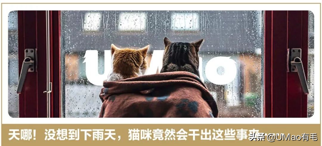 小猫咪托运怎样才最安全,如何托运小猫咪