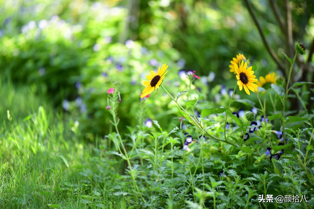 这个夏天我在花园里种向日葵|园丁