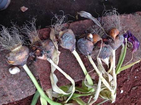 郁金香种球分裂后的小球能开花吗,郁金香开完就扔掉了吗