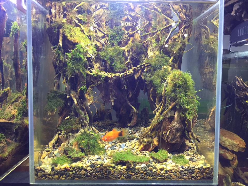 草缸水族店效果图,越南草缸