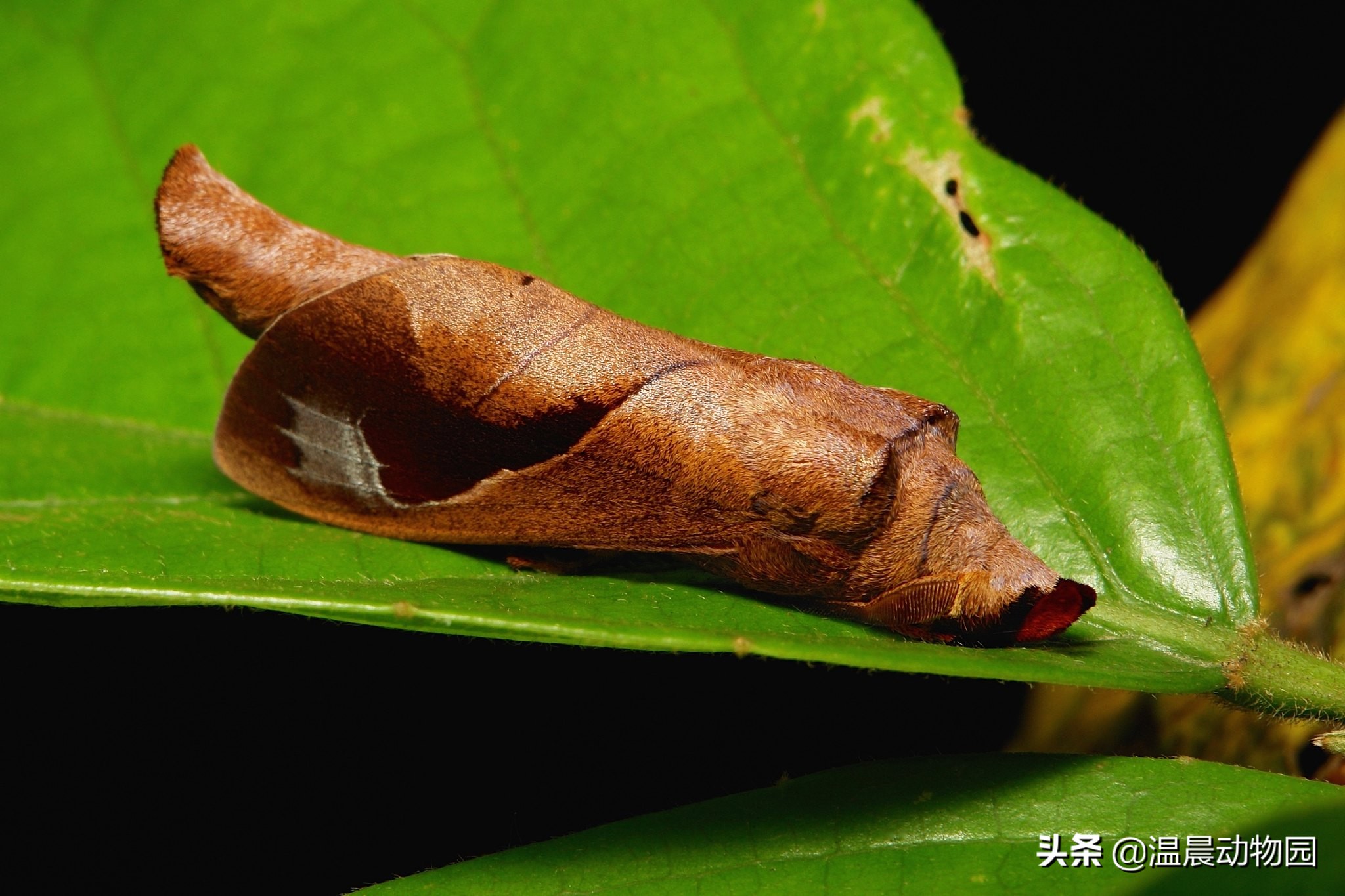 枯叶蝶拟态科普,昆虫拟态有多可怕