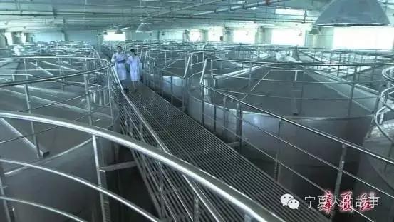 宁夏红枸杞张金山,宁夏张金山创业故事