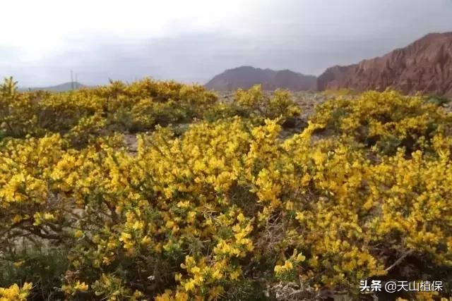 野外发现珍贵的植物千万要注意,新疆南疆常见荒漠野生植物