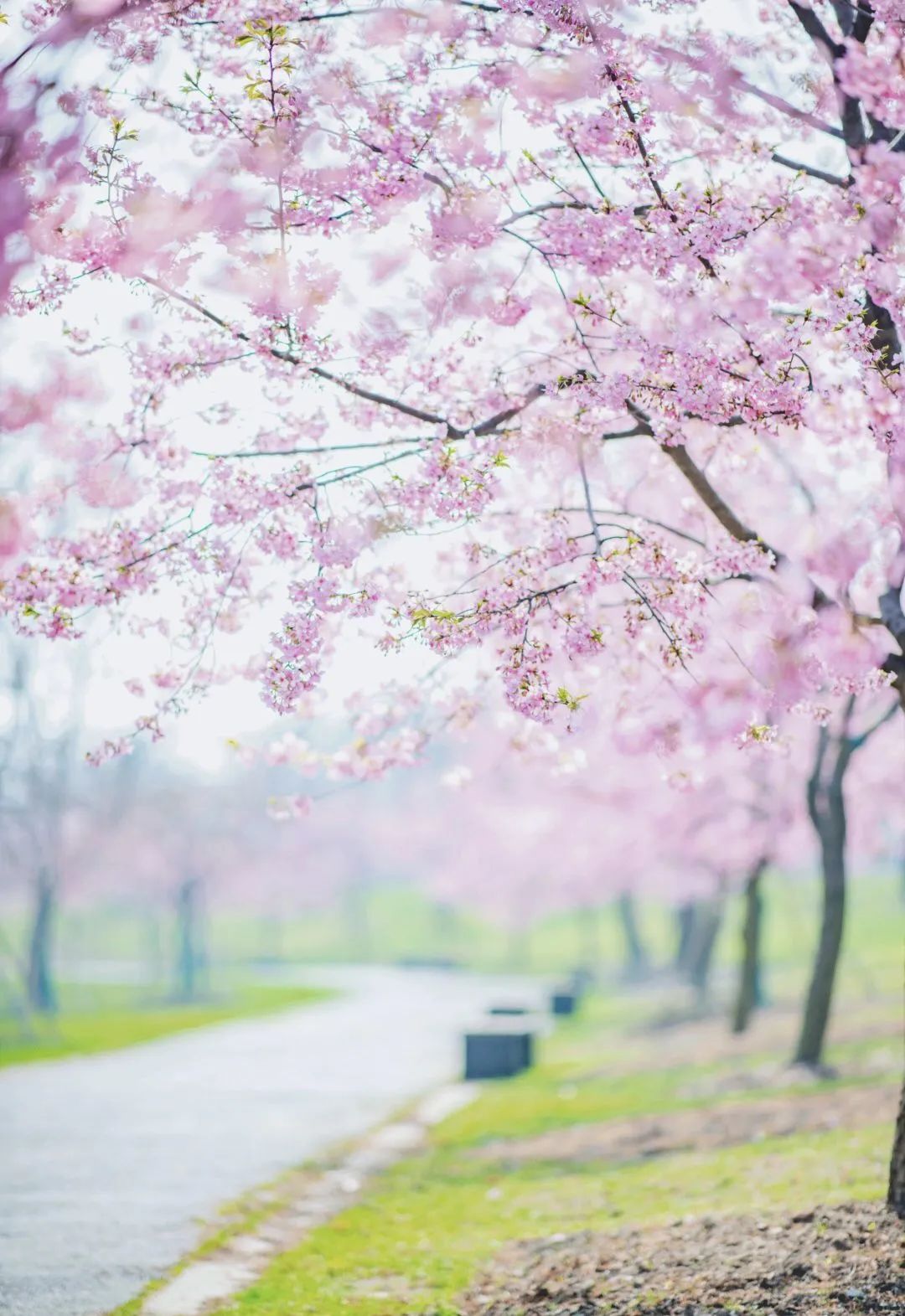 小众赏樱胜地,魔都赏樱旅游攻略