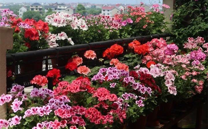 养花新手不知道养什么，就选这几种植物，轻松养爆盆