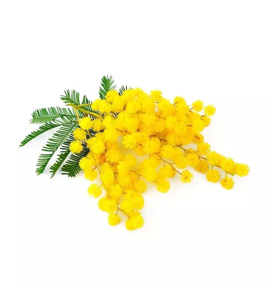 菲拉格慕蓝色经典香评测,菲拉格慕沙龙香