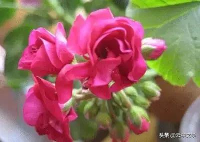 花语大全100种花图片,100种花的花语太全了