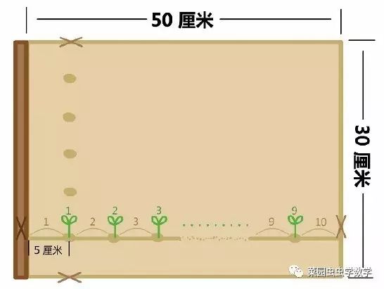 菜园虫虫学数学：种豆苗（植树问题）