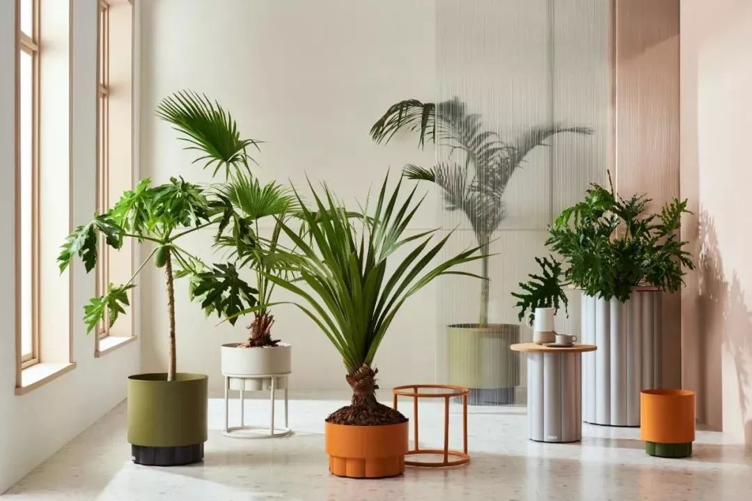 999皮炎平出口红,999皮炎平出口红广告