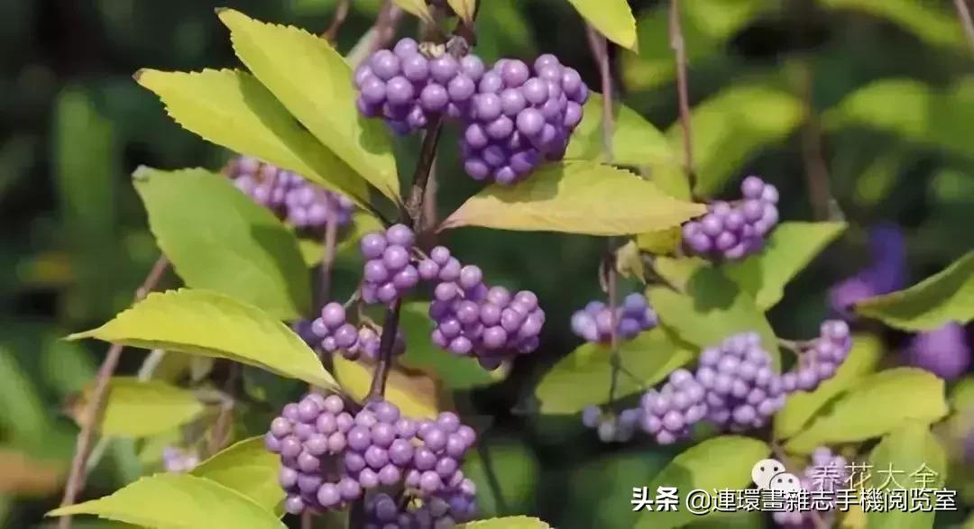 100种常见花卉植物图谱,100种花卉素描图谱