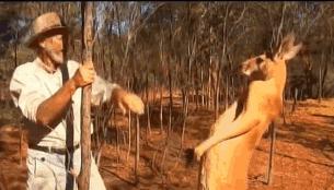 吃国宝吗？袋鼠泛滥成灾，站起来就像个一米九的壮汉打拳击