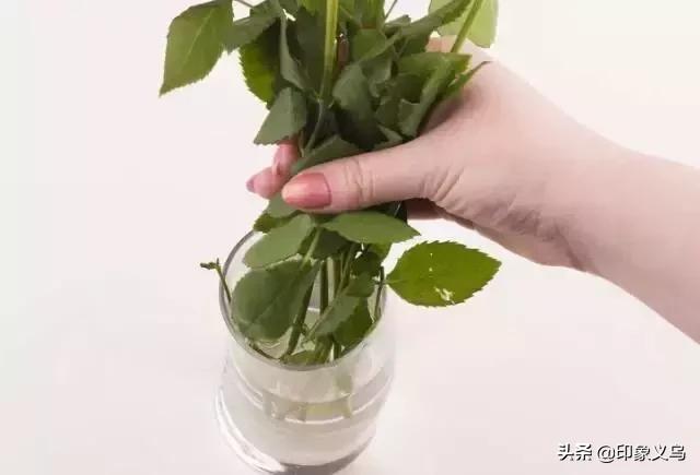 过期药片可以养什么花,用过期的药片能种花吗