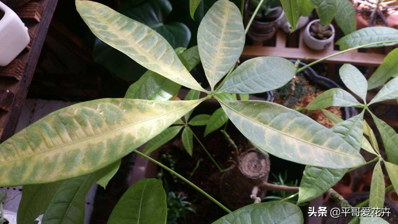 绿萝发财树怎么养才不烂根,吊兰绿萝浇水的正确方法