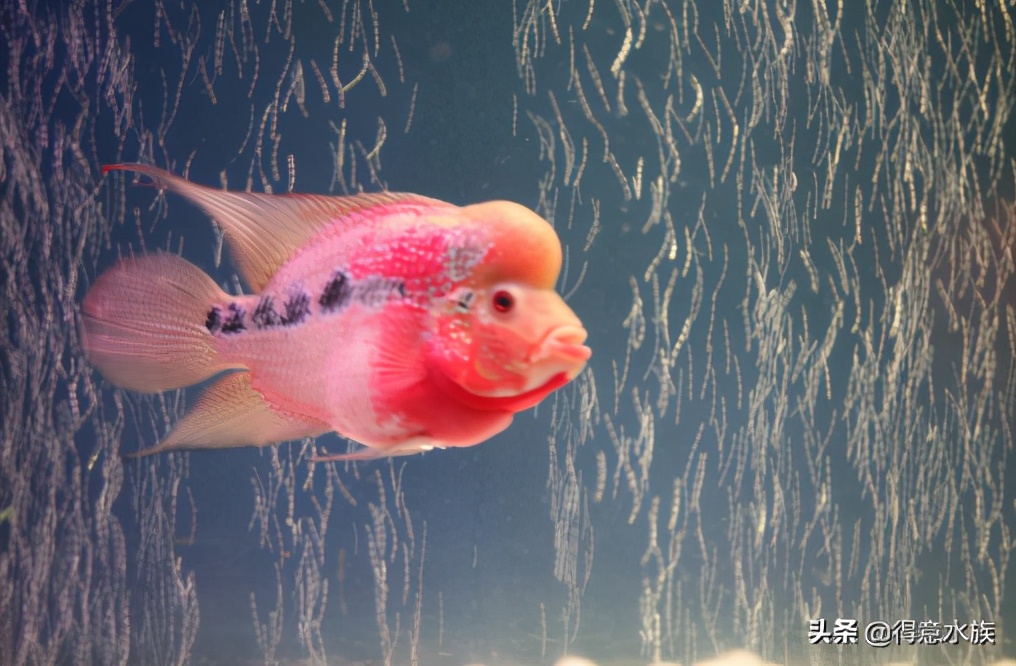 观赏鱼好养耐活鹦鹉鱼,观赏鹦鹉鱼为什么养不活