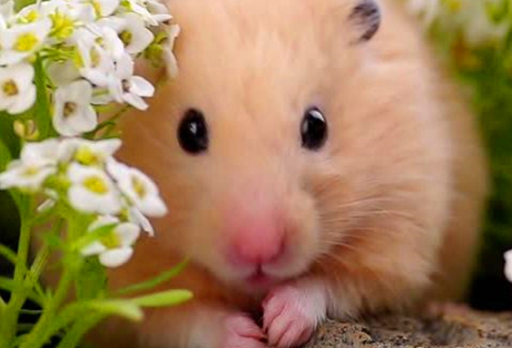 仓鼠怎么养不成肌肉鼠,仓鼠太胖了怎么减肥