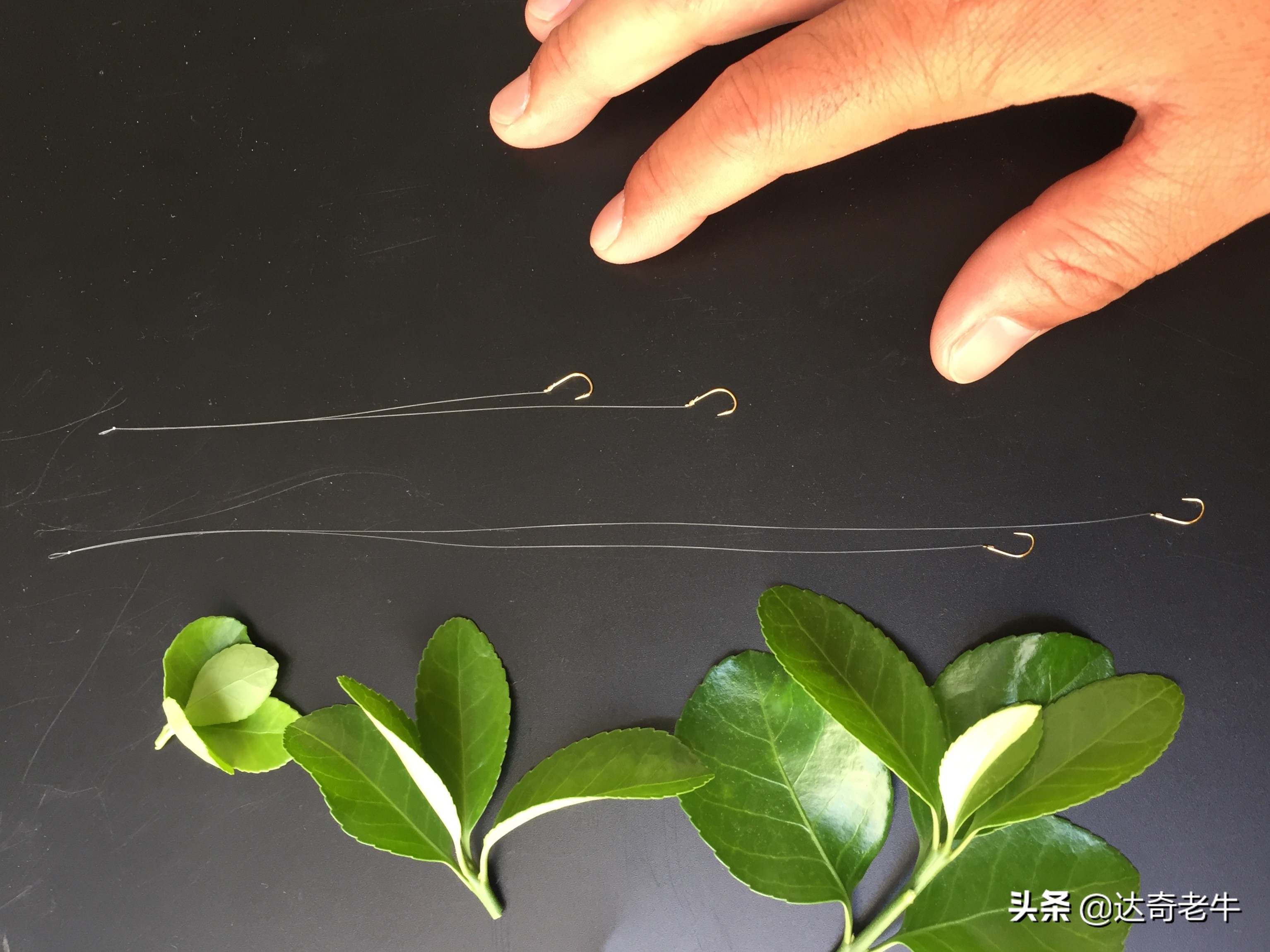 钓鱼子线长了怎么绑短一点,钓鱼各种子线的正确绑法