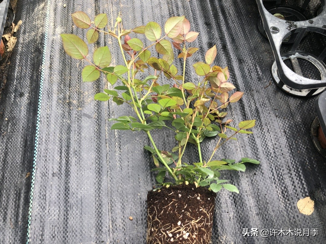 月季新手种植教程,购苗、修剪、施肥、浇水、喷药,手把手教你