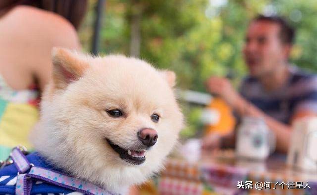 新手怎么饲养博美犬8大注意事项,养博美的5大禁忌