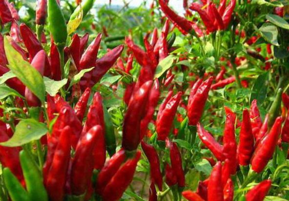 孕期吃辣椒会引起胎毒吗,孕期吃辣椒会对宝宝皮肤有影响吗