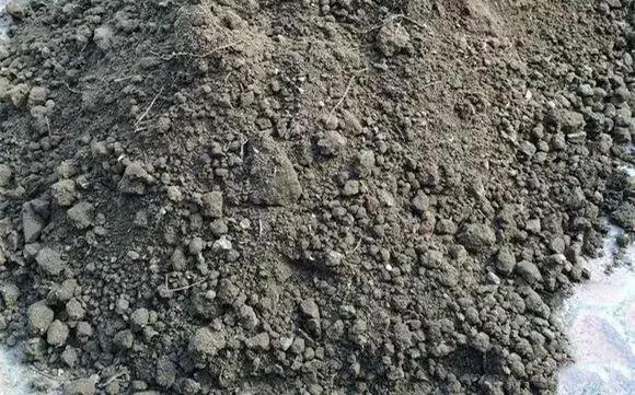 生姜盆景怎么种植,生姜盆景种植方法