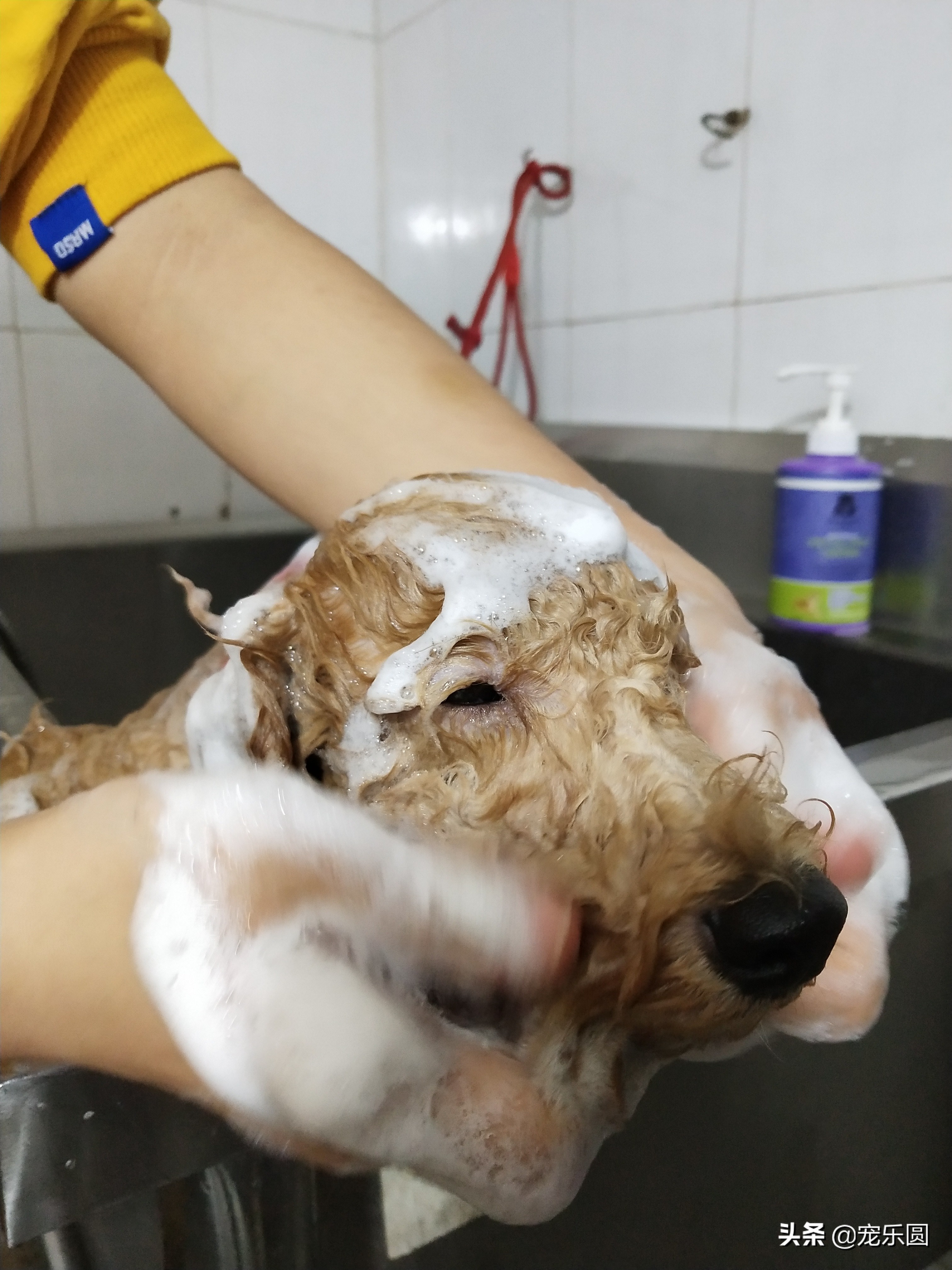 狗女来大姨妈了,铲屎官们知道要怎么处理吗?