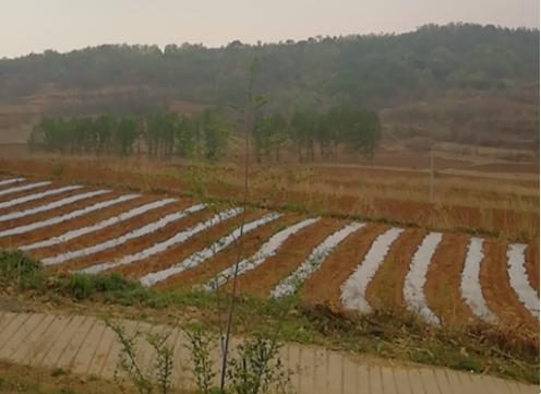 山西特产沁州黄小米,山西沁州黄小米营养价值