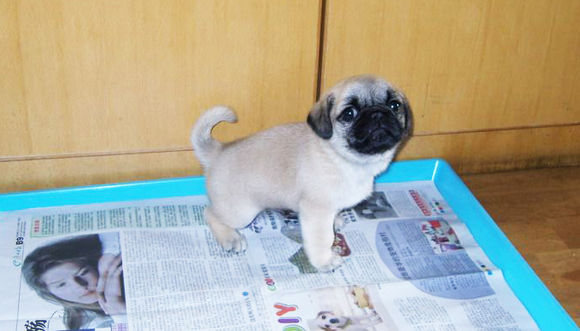 定点大小便训犬师,训犬师训练泰迪定点大小便