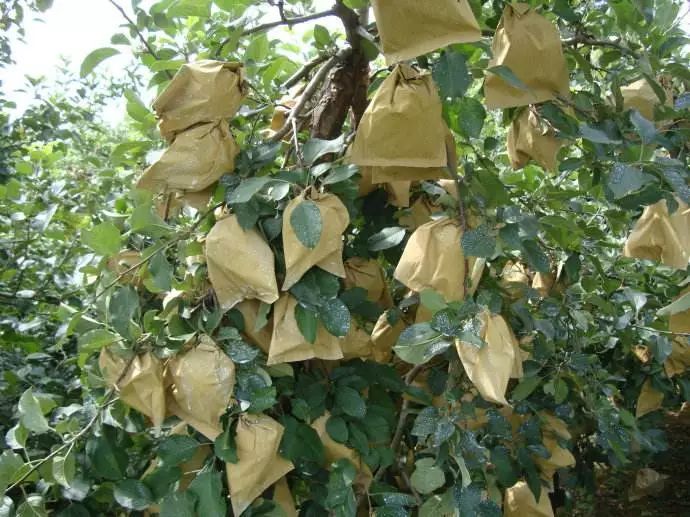 苹果套袋后腐烂啥原因,苹果套袋后管理方法