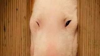 中年妈妈在家办公,妇女在家办公