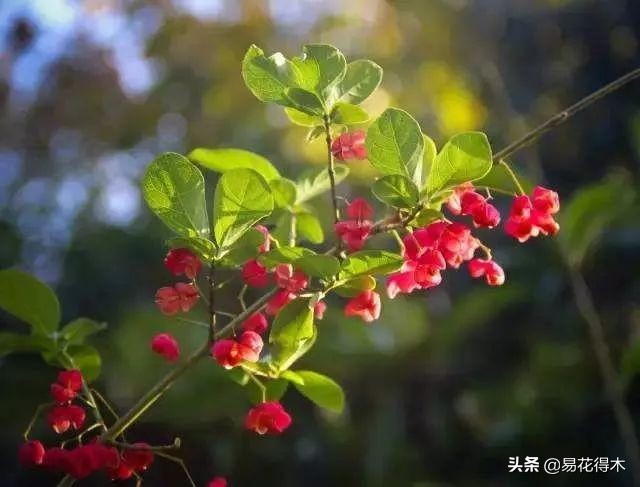 真果盆栽,结红色小果实的盆栽