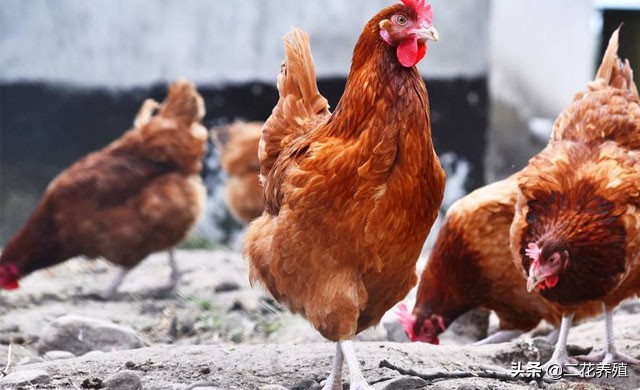 鸡肿头肿脸防治方案,鸡肿头睁不开眼养鸡人该如何处理