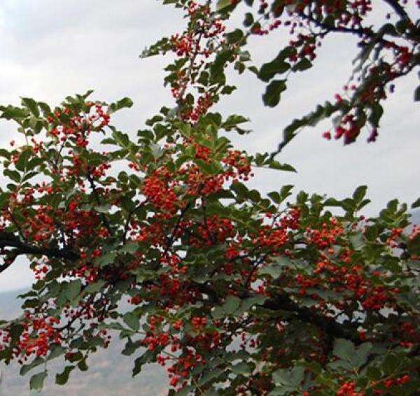 这个山洞可以装下万头大象？别瞎想，此“象”非彼“象”