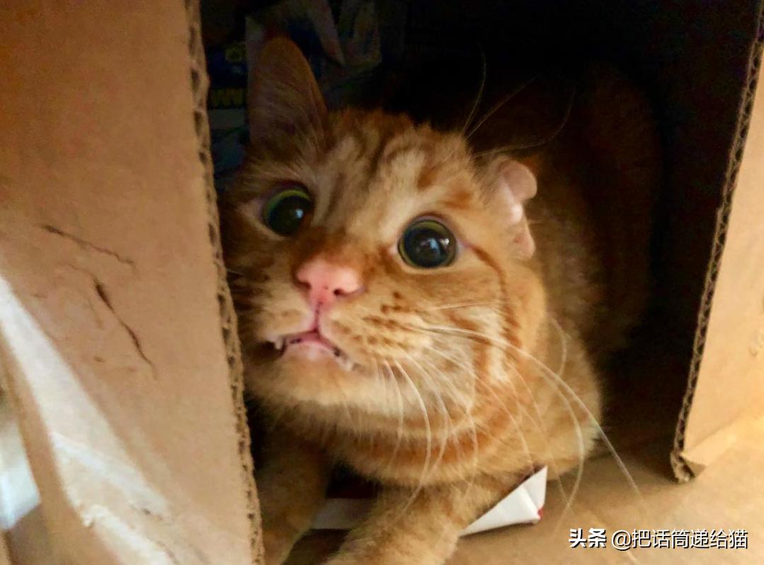 被弃养的猫还要打疫苗吗,弃养了一只猫