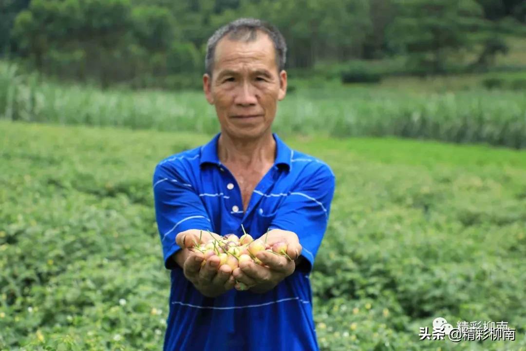 乡镇辣椒丰收信息,火红的辣椒映出红红火火的日子