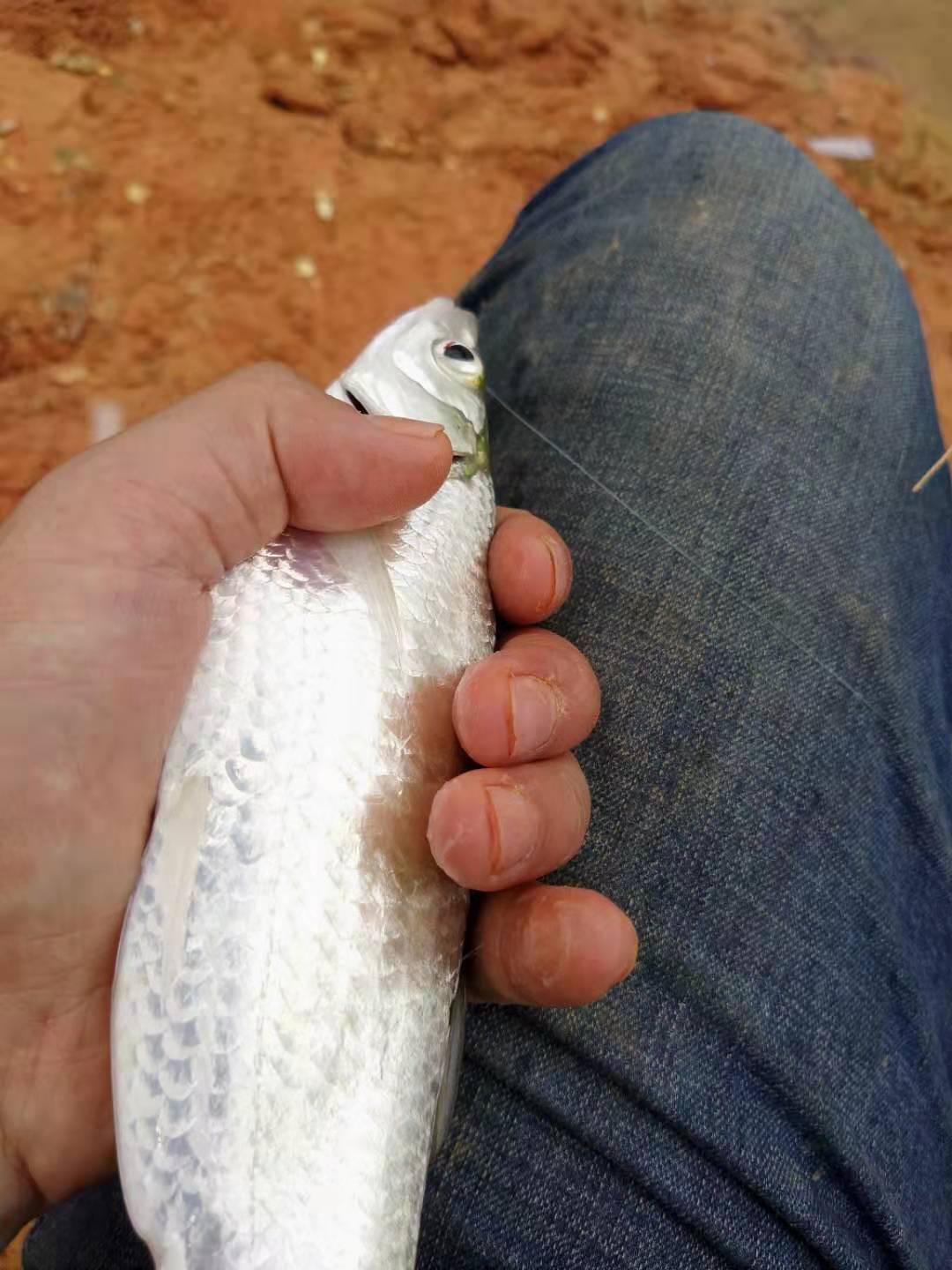 野钓淡水鱼最好吃的鱼种,钓鱼人钓的鱼都是哪几种鱼