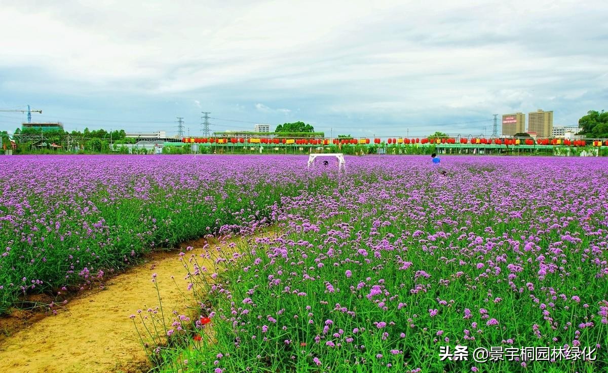 薰衣草种子批发市场地址,薰衣草种子在哪里能买到呢