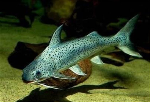 老百姓养得起的观赏鱼,皮实好养的本土观赏鱼有哪些