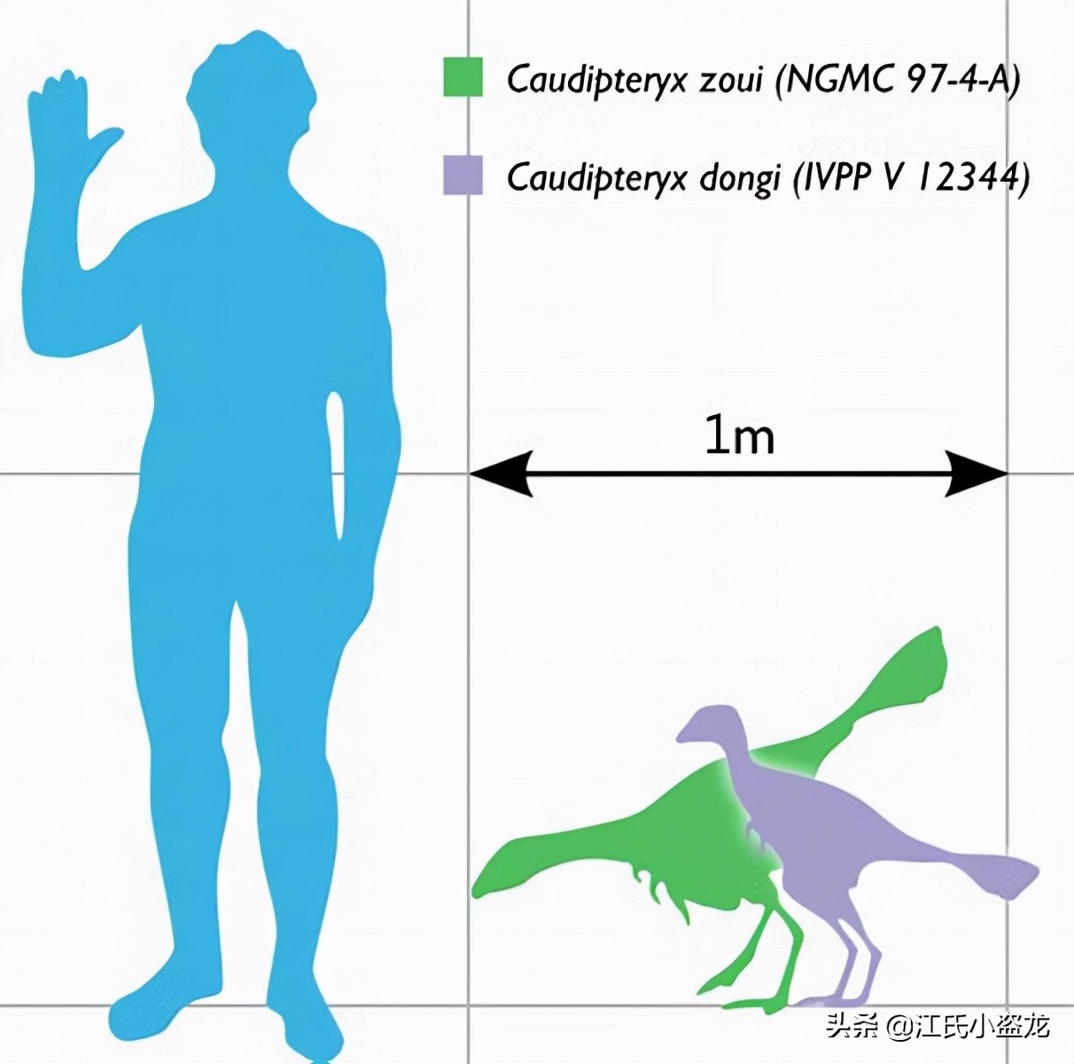 中国科学家揭秘恐龙皮肤化石,科学家用恐龙化石克隆出一只恐龙