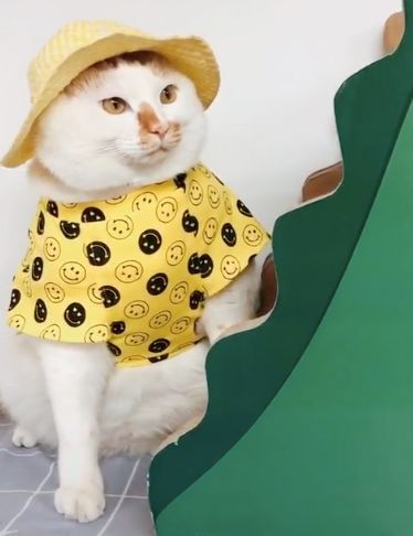 可可爱爱的猫狗,可可爱爱的流浪猫咪