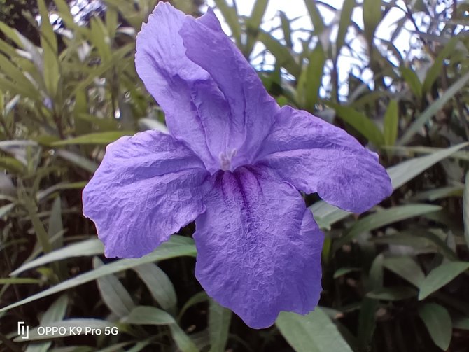 oppok9pro不支持双5g,oppok9pro入手后真实评价