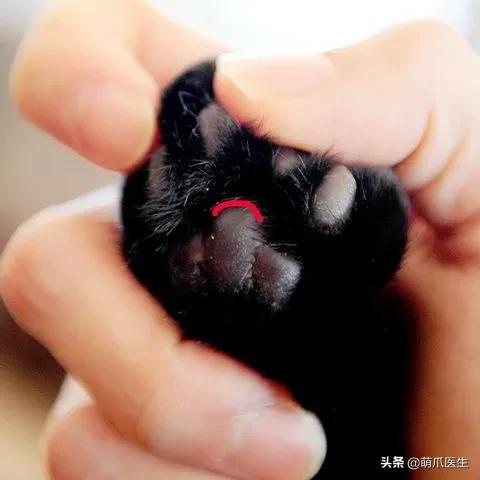 怎么让猫主动求抱抱,如何让猫给撸给抱