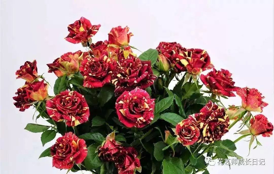 花店必备的5款玫瑰,鲜花图鉴一次性认识30种玫瑰花